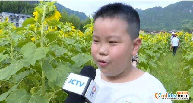 免费开放！蕉城新晋网红打卡点，大片向日葵盛放-8.jpg