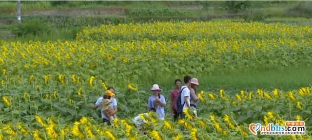 免费开放！蕉城新晋网红打卡点，大片向日葵盛放-7.jpg