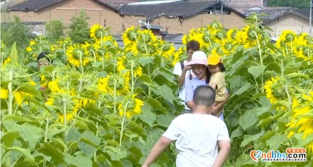 免费开放！蕉城新晋网红打卡点，大片向日葵盛放-13.jpg