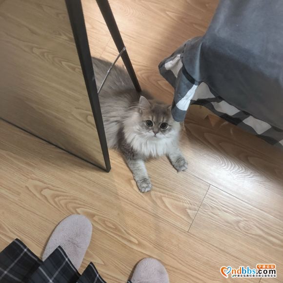 有人买猫吗 自己的猫个人原因不方便养了-3.jpg