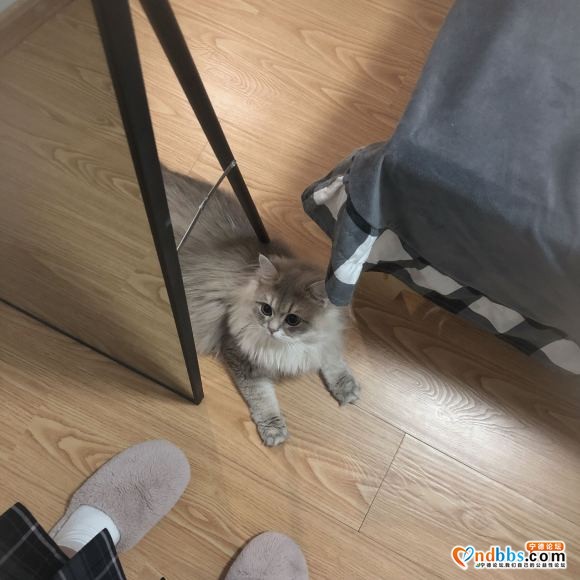 有人买猫吗 自己的猫个人原因不方便养了-2.jpg