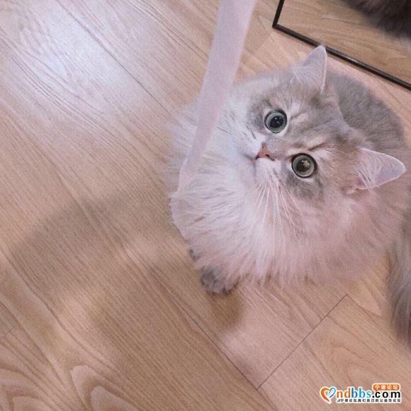 有人买猫吗 自己的猫个人原因不方便养了-1.jpg