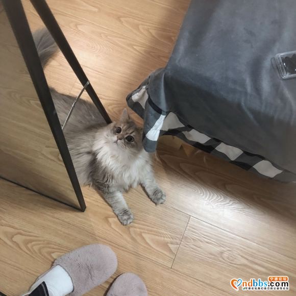 有人买猫吗 自己的猫个人原因不方便养了-1.jpg