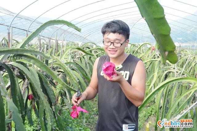 粉红“佳人”，赤溪火龙果甜蜜来袭~你心动了吗？-3.jpg