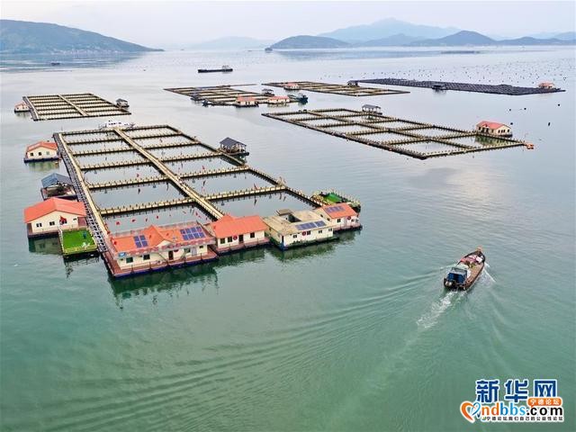 福建宁德：一尾黄鱼游出百亿产业-3.jpg