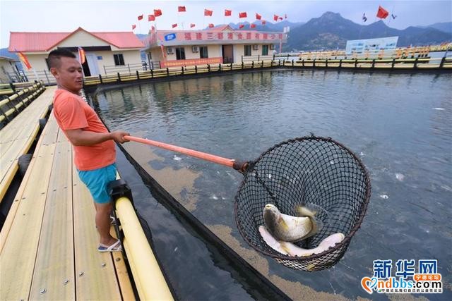 福建宁德：一尾黄鱼游出百亿产业-4.jpg