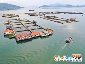 宁德：一尾黄鱼游出百亿产业「组图」-3.jpg