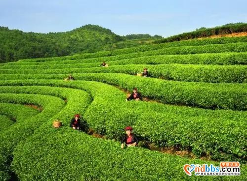 旅游|最炫民族风——去宁德这些乡村感受最地道的畲族风情-19.jpg