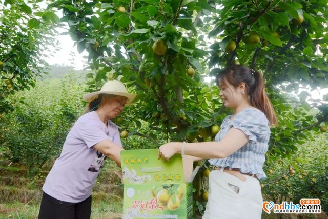 蕉城：助农 | 虎贝翠冠梨新鲜上架，个大多汁、口感甜脆-6.jpg
