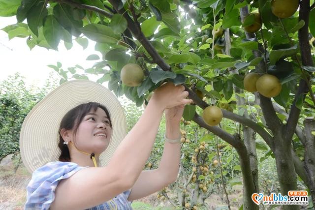 蕉城：助农 | 虎贝翠冠梨新鲜上架，个大多汁、口感甜脆-2.jpg