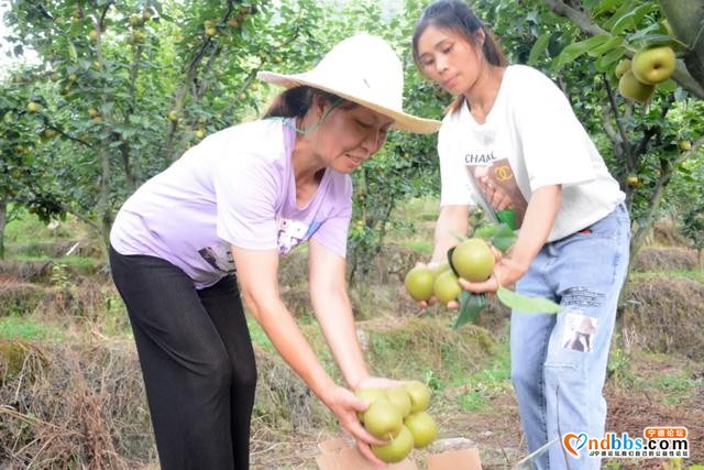 蕉城：助农 | 虎贝翠冠梨新鲜上架，个大多汁、口感甜脆-7.jpg