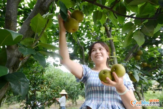 蕉城：助农 | 虎贝翠冠梨新鲜上架，个大多汁、口感甜脆-10.jpg
