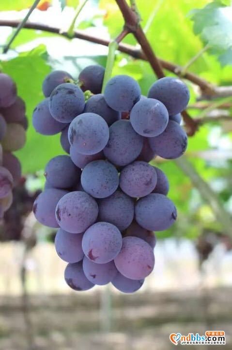 福安巨峰葡萄快上市了吗，哪里能买到-1.jpg
