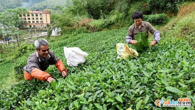 宁德：王绍据：“中国扶贫第一村”启幕人-8.jpg