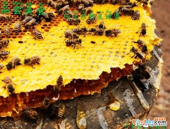 宁德最好的蜂蜜，土蜂蜜，野生蜂蜜，百花蜜，巢蜜-8.jpg