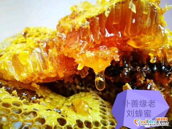 宁德最好的蜂蜜，土蜂蜜，野生蜂蜜，百花蜜，巢蜜-1.jpg