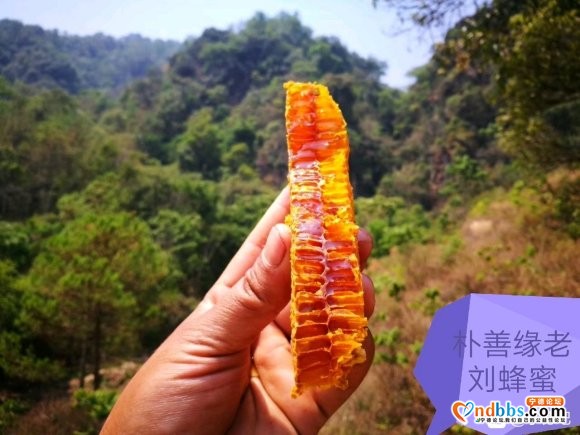 宁德最好的蜂蜜，土蜂蜜，野生蜂蜜，百花蜜，巢蜜-2.jpg