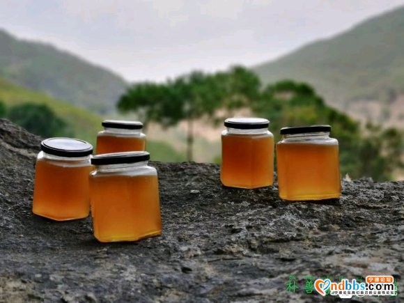 宁德最好的蜂蜜，土蜂蜜，野生蜂蜜，百花蜜，巢蜜-7.jpg