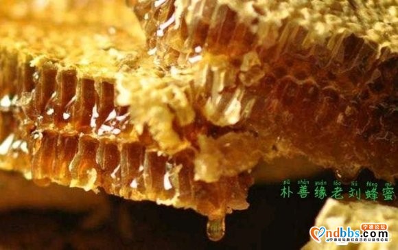 宁德最好的蜂蜜，土蜂蜜，野生蜂蜜，百花蜜，巢蜜-4.jpg