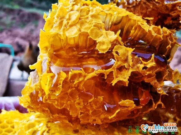 宁德最好的蜂蜜，土蜂蜜，野生蜂蜜，百花蜜，巢蜜-6.jpg