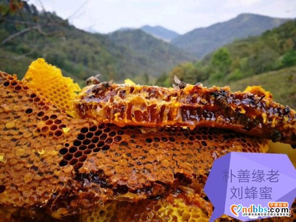 宁德最好的蜂蜜，土蜂蜜，野生蜂蜜，百花蜜，巢蜜-9.jpg