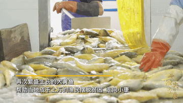 宁德：决胜全面小康 决战脱贫攻坚 | 新华社：舌尖上的小康“呱呱叫”的鱼滋味-4.jpg