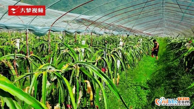空中新蕉城 | 逃离伏天高温，这个田园是纳凉好去处~-5.jpg