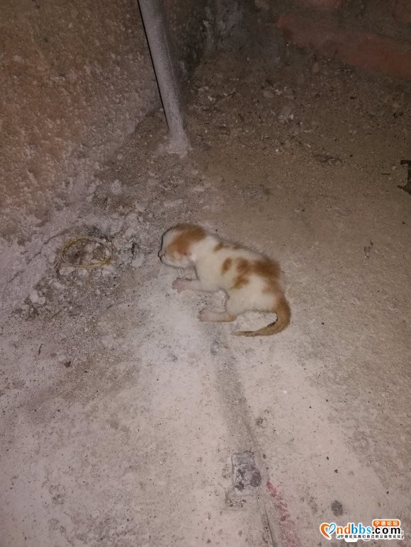 小奶猫谁想带走的？我家楼下发现一只小奶猫眼睛还没睁开，应该是-1.jpg