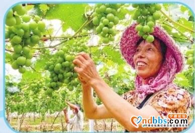牢记嘱托 走闽东特色乡村振兴之路-6.jpg