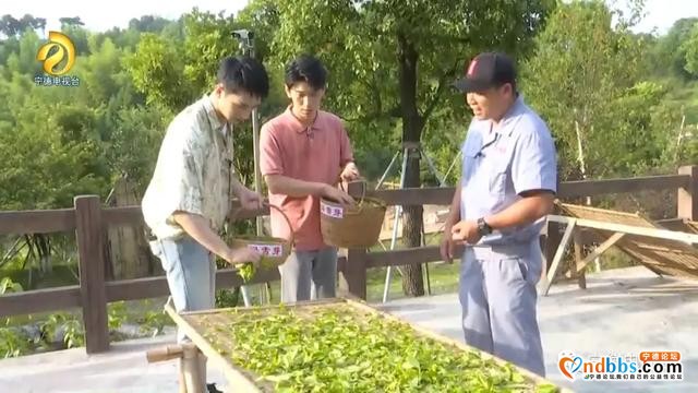 央视“心连心”宁德慰问演出小分队走进福鼎市太姥山镇绿雪芽茶园-2.jpg