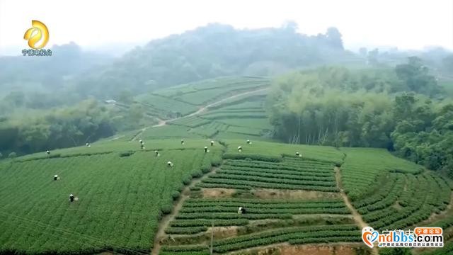 央视“心连心”宁德慰问演出小分队走进福鼎市太姥山镇绿雪芽茶园-4.jpg