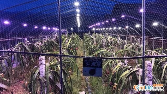 助农 | 赤溪果园竟然搞起了灯光秀！快一起看看吧~-1.jpg