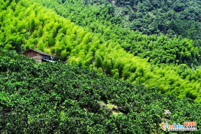 宁德市蕉城区石后乡：深山中的美味果园——脐橙基地-2.jpg