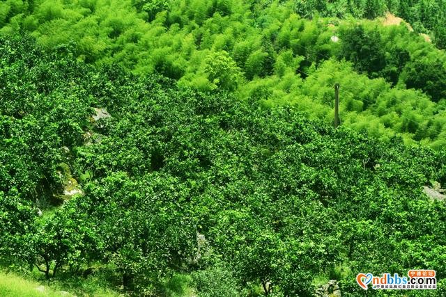 宁德市蕉城区石后乡：深山中的美味果园——脐橙基地-7.jpg