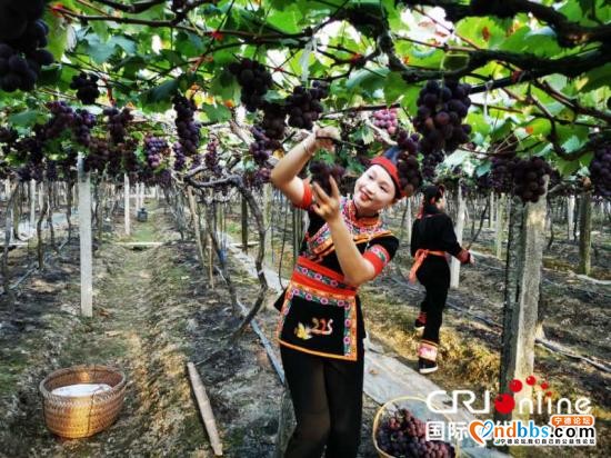 “互联网+”助力宁德农民走上小康路-1.jpg