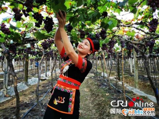 “互联网+”助力宁德农民走上小康路-2.jpg