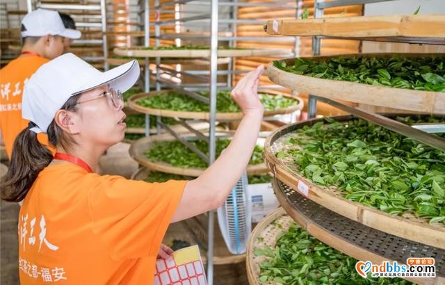 我市隆重举行第三届坦洋工夫制茶能手大赛-2.jpg