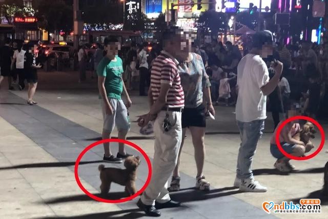 宁德新闻红黑榜?丨遛狗未戴束犬链、工程车辆擅自安装警灯……真不文明-13.jpg