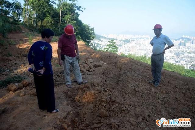 蕉北果农挖出新石器晚期大型石锛！距今约3000多年-2.jpg
