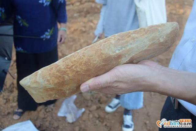 蕉北果农挖出新石器晚期大型石锛！距今约3000多年-9.jpg