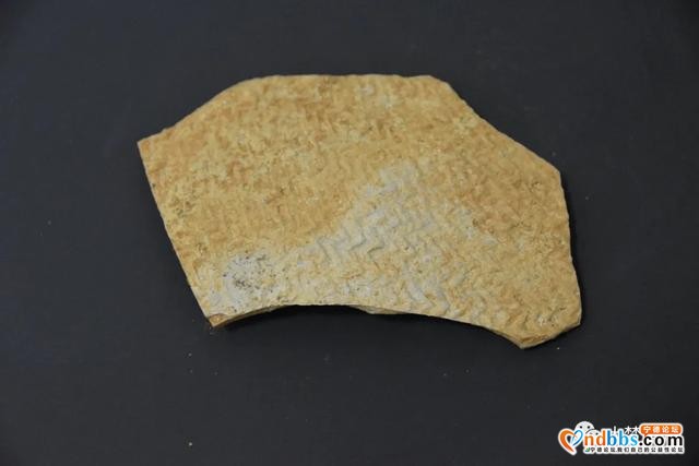 蕉北果农挖出新石器晚期大型石锛！距今约3000多年-16.jpg