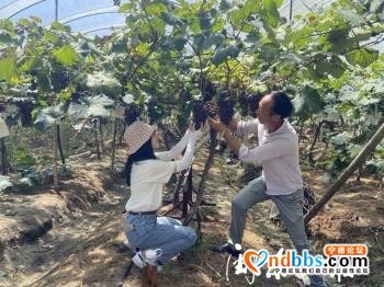 宁德屏南岭下：高山葡萄园 果熟飘香迎客来-1.jpg