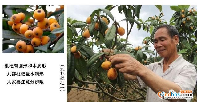 「宁德本地水果鉴赏」第二期：蕉城区和古田县的水果-1.jpg