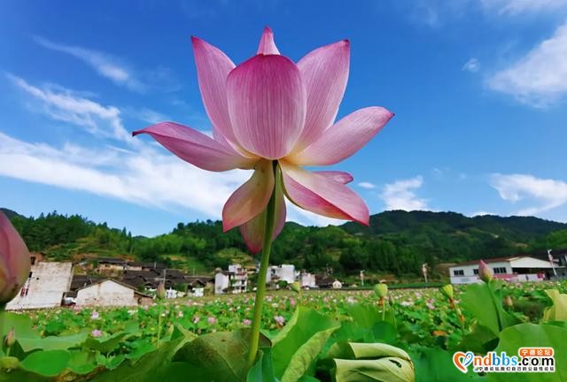 樱花地荷花塘 红色含溪等你来-1.jpg