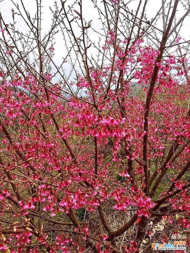 樱花地荷花塘 红色含溪等你来-6.jpg