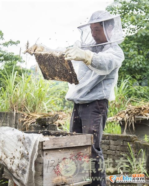 八都：林下养蜂 走上甜蜜致富路-1.jpg