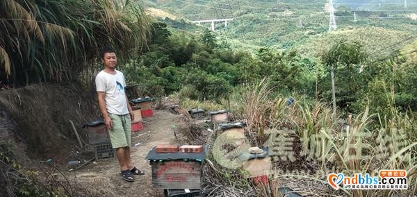 八都：林下养蜂 走上甜蜜致富路-3.jpg