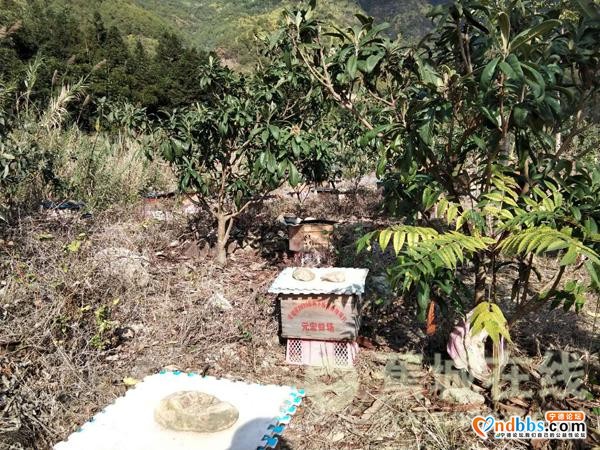 八都：林下养蜂 走上甜蜜致富路-9.jpg