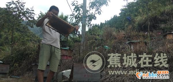 八都：林下养蜂 走上甜蜜致富路-4.jpg