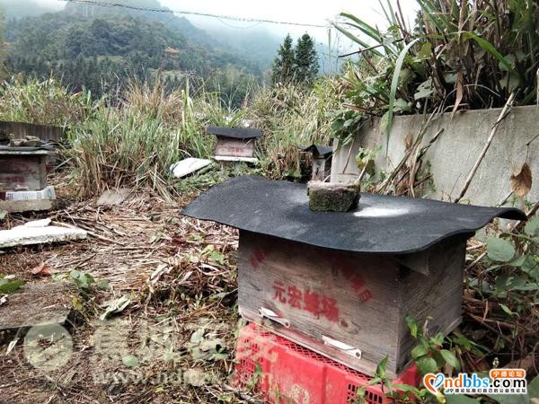 八都：林下养蜂 走上甜蜜致富路-7.jpg